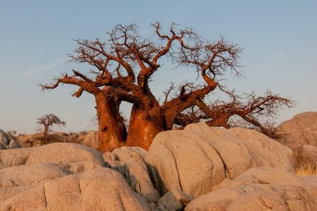 Viaggi in Botswana