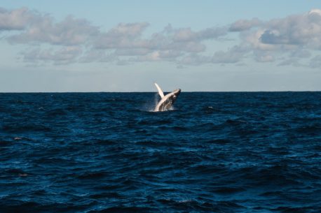 Sudafrica balene
