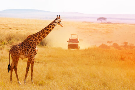 safari in sudafrica